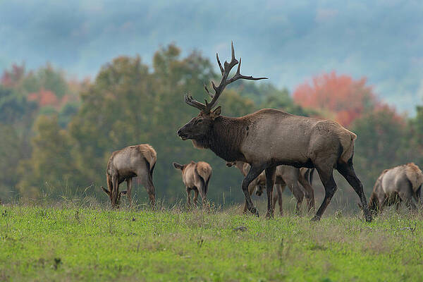 Bull Elk In Fall With His Cows Print by Larry Keller, Lititz Pa.