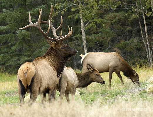 Bull Elk With His Harem by Bob Christopher Bull Elk With His Harem by Bob Christopher