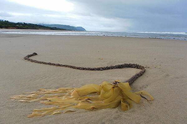 Bull Kelp on Tillicum Beach by Jo Leach