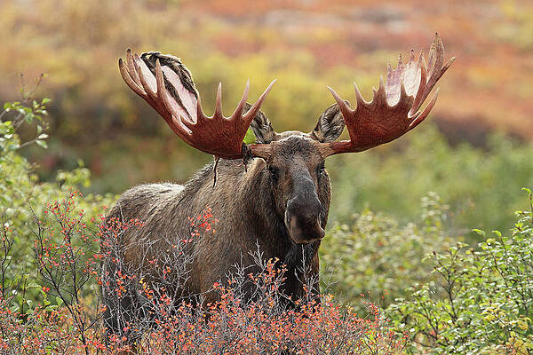 Bull Moose - Denali National Park - Print by P. De Graaf