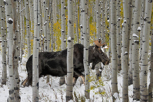 Bull Moose in Autumn by Leland D Howard Bull Moose in Autumn by Leland D Howard