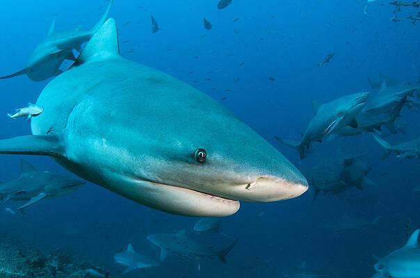 Wall Art - Photograph - Bull Sharks In Beqa Lagoon Viti Levu by Pete Oxford