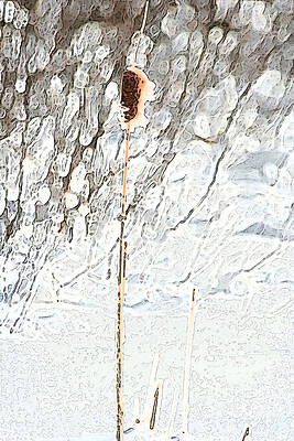 Bulrush in Snow by Dr Carolyn Reinhart Bulrush in Snow by Dr Carolyn Reinhart