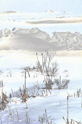Bulrushes in Snow by Dr Carolyn Reinhart Bulrushes in Snow by Dr Carolyn Reinhart