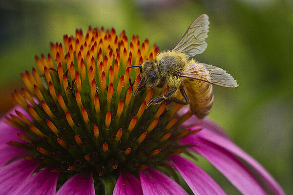 Bumble Bee by Skye Fassett