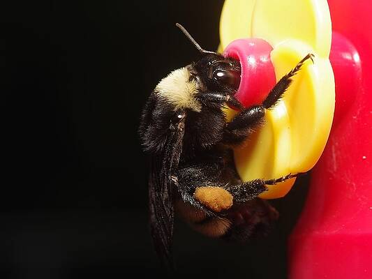 Bumblebee at a Hummingbird Feeder by Billy Griffis Jr Bumblebee at a Hummingbird Feeder by Billy Griffis Jr