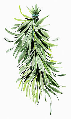 Wall Art - Painting - Bunch Of Fresh Tarragon by Ikon Images