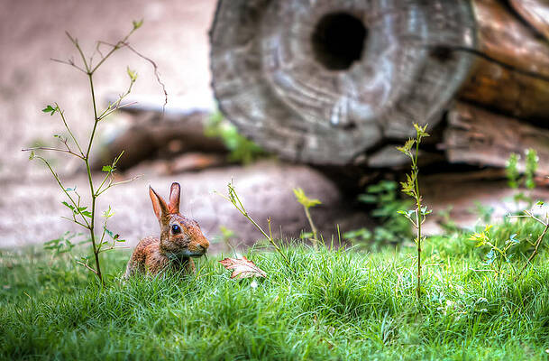 Wall Art - Photograph - Bunny in the Grass by Tim Stanley