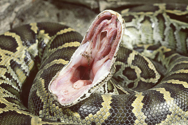Wall Art - Photograph - Burmese Python by John Mitchell