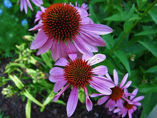 Burst of Color by Darylene Iacovetto