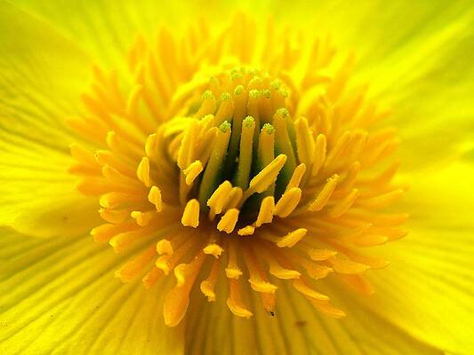 Burst of yellow by Nigel Cameron Burst of yellow by Nigel Cameron