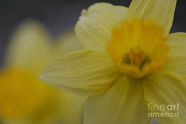 Bursting into Spring by Barb Dalton Bursting into Spring by Barb Dalton