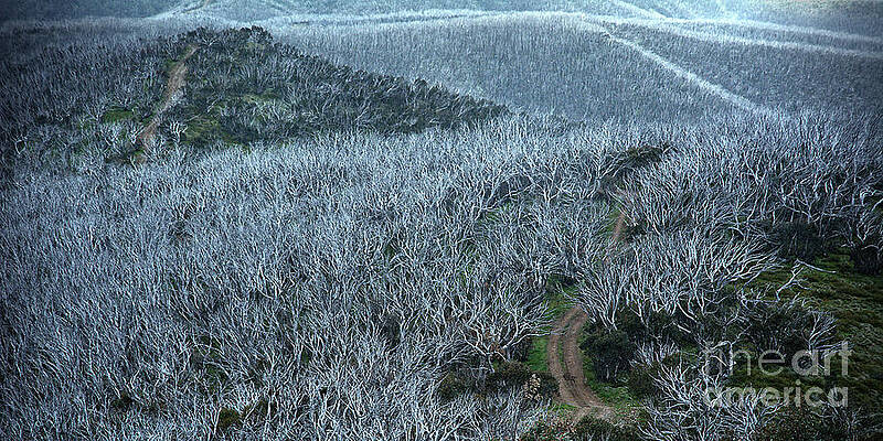 Bushfires along Blue Rag Firetrail in the Victorian High Country by Peter Kneen Bushfires along Blue Rag Firetrail in the Victorian High Country by Peter Kneen