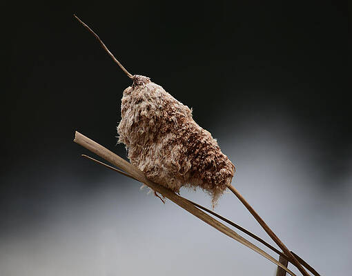 Bushy Tail by Gregory Blank Bushy Tail by Gregory Blank