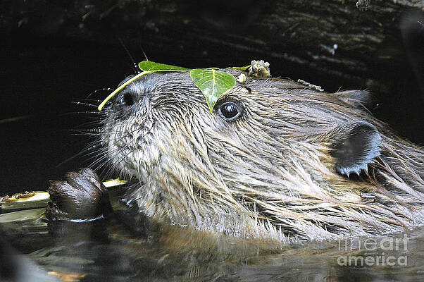 Busy Beaver by Gary Beeler Busy Beaver by Gary Beeler