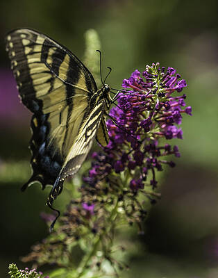 Wall Art - Photograph - Butterflies along the Blue Ridge by Donald Brown