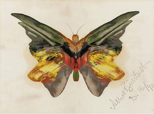 Butterfly Print by Albert Bierstadt