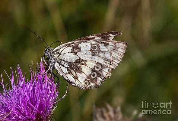Wall Art - Photograph - Butterfly feeding by Bernd Laeschke