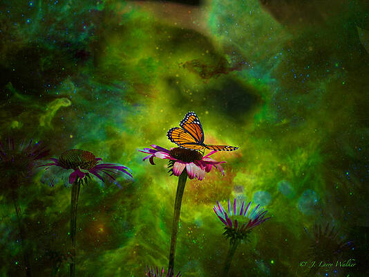 Butterfly In An Ethereal World by J Larry Walker Butterfly In An Ethereal World by J Larry Walker