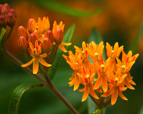 Wall Art - Photograph - Butterfly Milkweed by Adam Romanowicz