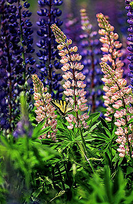 Wall Art - Photograph - Butterfly on Lupine by Michael Hubley