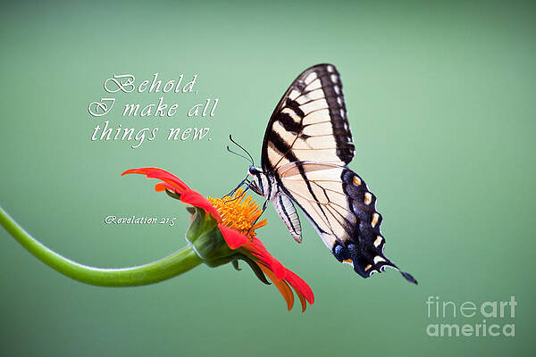 Wall Art - Photograph - Butterfly on Sunflower with Scripture by Jill Lang