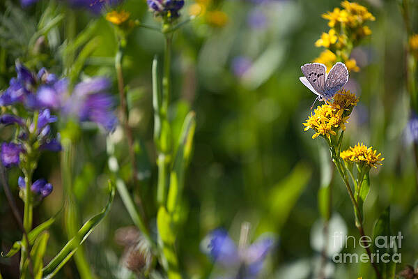 Butterfly on Yellow Wildflowers by Cindy Singleton Butterfly on Yellow Wildflowers by Cindy Singleton
