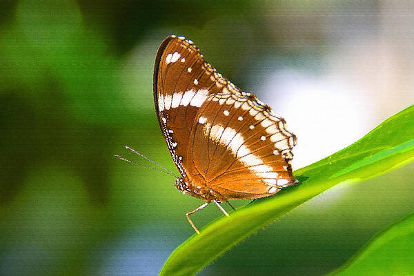 Butterfly by Opit M Saufi
