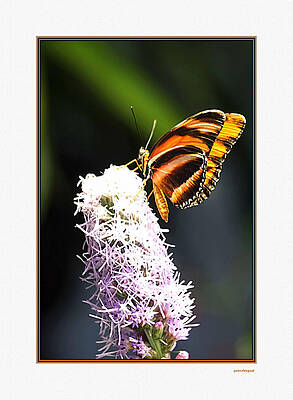 butterfly by Tom Prendergast butterfly by Tom Prendergast