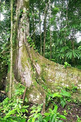 Wall Art - Photograph - Buttress Roots And Epiphytes On A Tree by Science Photo Library