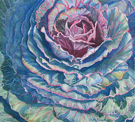 Cabbage by Daydre Hamilton Cabbage by Daydre Hamilton