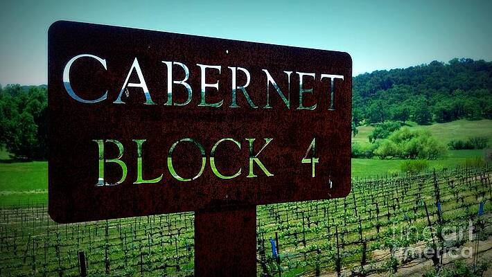 Wall Art - Photograph - Cabernet Block 4 by Tracy Evans
