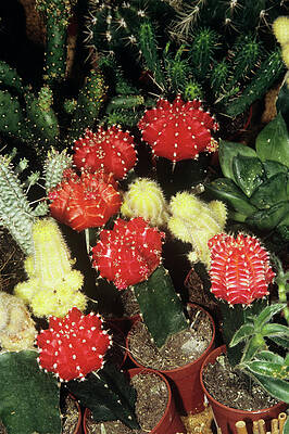 Wall Art - Photograph - Cacti Collection by Science Photo Library