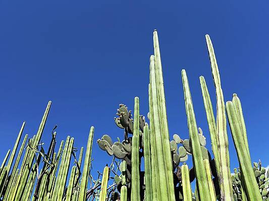 Wall Art - Photograph - Cacti by Science Photo Library