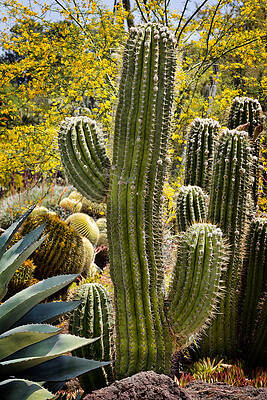 Cactus Wall Art featuring the photograph Cacti Habitat by Kelley King