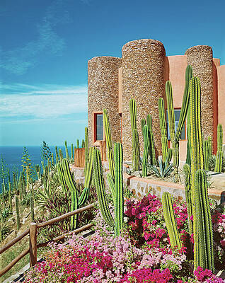 Wall Art - Photograph - Cacti And Bougainvilleas In Front Of Tower by David O Marlow