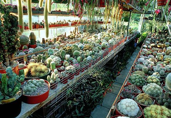 Wall Art - Photograph - Cactus Collection In A Greenhouse by Science Photo Library