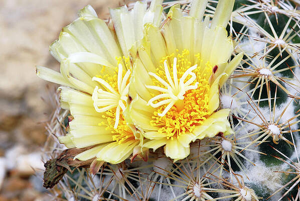 Wall Art - Photograph - Cactus (coryphantha Echinus) by Science Photo Library