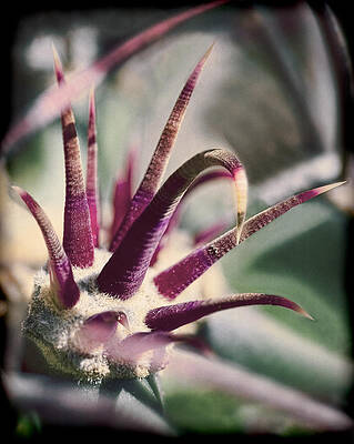 Cactus Wall Art featuring the photograph Cactus Crown by Kelley King