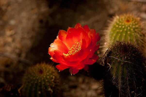 Cactus Flower 3 by Jeneva Adams