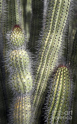 Cactus forest by James Moore Cactus forest by James Moore