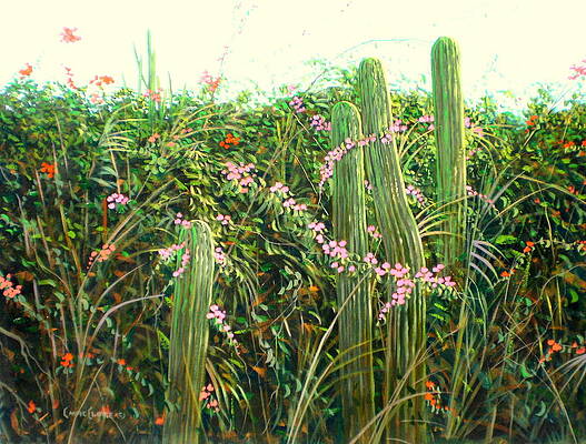 Cactus Garden by Chris MacClure Cactus Garden by Chris MacClure