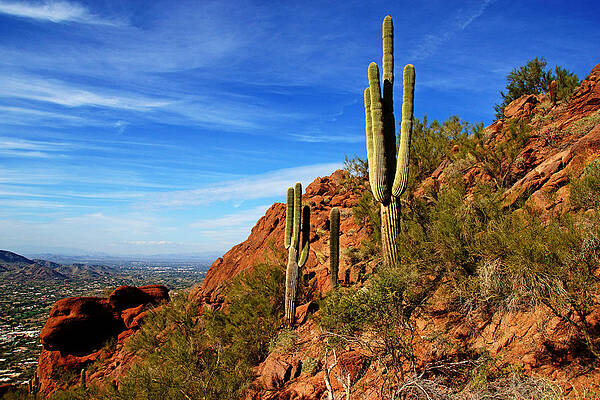 Cactus on Camelback by Daniel Woodrum Cactus on Camelback by Daniel Woodrum