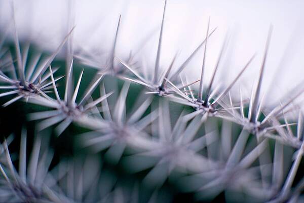Wall Art - Photograph - Cactus Spines by Science Photo Library