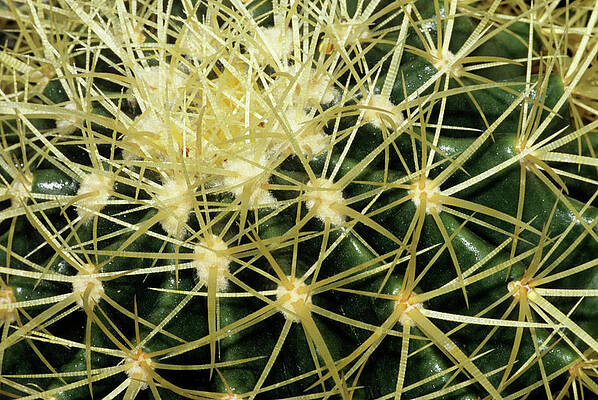 Wall Art - Photograph - Cactus Spines by Science Photo Library