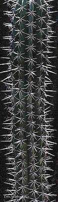 Wall Art - Photograph - Cactus Spines by Tom Janca