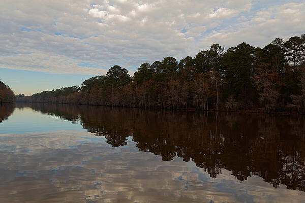 Wall Art - Photograph - Caddo Lake Bald Cypress Reflection by Jonathan Davison