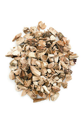 Wall Art - Photograph - Calamus Root by Science Photo Library