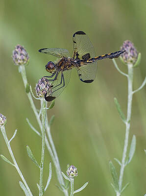 Calico Pennant on Centaurea by Jim Zablotny Calico Pennant on Centaurea by Jim Zablotny