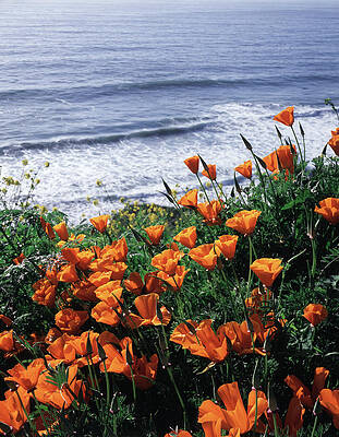 Wall Art - Photograph - California, Big Sur Coast, California by Christopher Talbot Frank